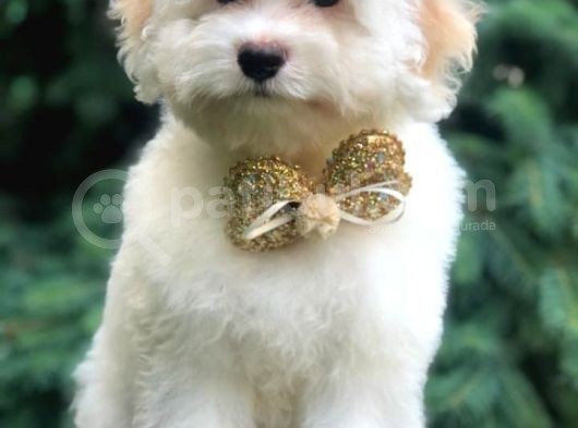 Açık Apricot Maltipoo Erkek Yavrularımız görsel