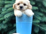 Açık Apricot Maltipoo Erkek Yavrularımız