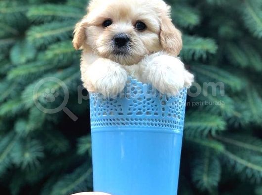 Açık Apricot Maltipoo Erkek Yavrularımız görsel
