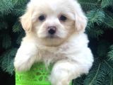 Açık Apricot Maltipoo Erkek Yavrularımız