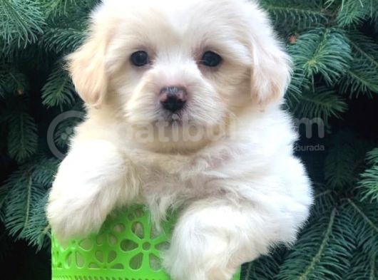 Açık Apricot Maltipoo Erkek Yavrularımız