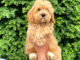 Apricot Maltipoo Erkek Yavrumuz
