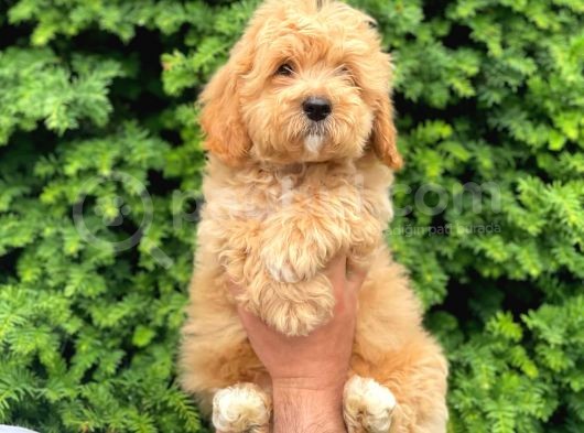 Apricot Maltipoo Erkek Yavrumuz