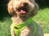 Wc Eğitimli Özel Üretim Poodle