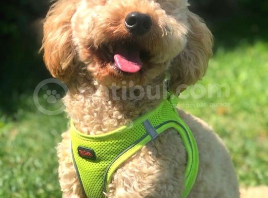Wc Eğitimli Özel Üretim Poodle görsel