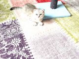 Acill Scotish Fold Silver