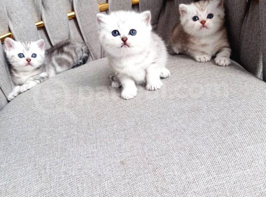 Anne Altından Dışı Ve Erkek Yavru.lütfen Açıklamayı Okuyunuz