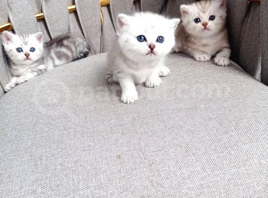 Anne Altından Dışı Ve Erkek Yavru.lütfen Açıklamayı Okuyunuz görsel