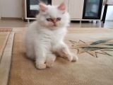 Maviş Erkek İran Kedim