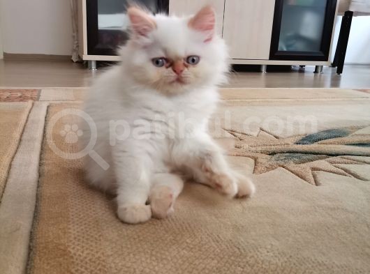 Maviş Erkek İran Kedim