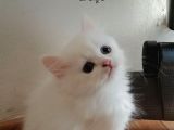 Beyaz British Shorthairler
