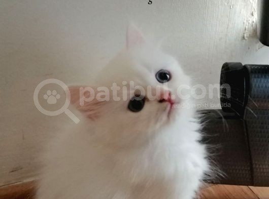 Beyaz British Shorthairler görsel