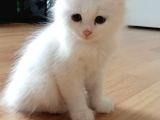 Beyaz British Shorthairler