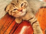 Scottish Fold Yavru