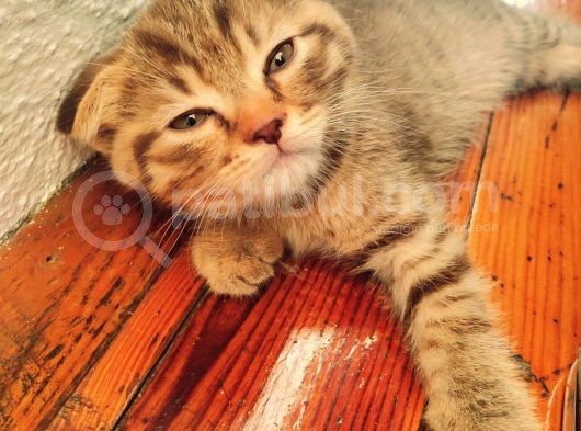 Scottish Fold Yavru görsel