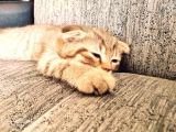 Scottish Fold Yavru
