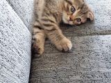 Scottish Fold Yavru