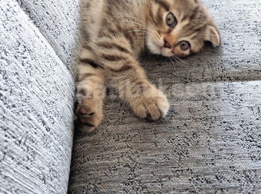 Scottish Fold Yavru görsel
