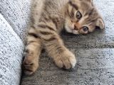 Scottish Fold Yavru