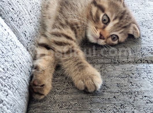 Scottish Fold Yavru