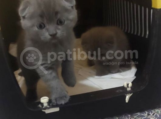 Eskişehir Teslim  Scotish Fold görsel