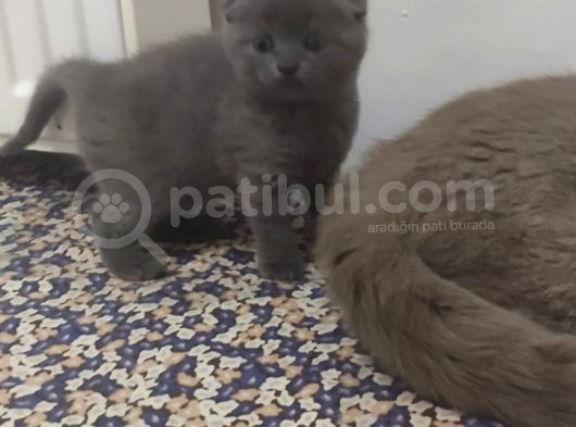 Eskişehir Teslim  Scotish Fold görsel