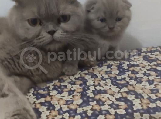 Eskişehir Teslim  Scotish Fold görsel