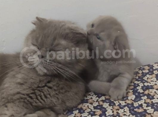 Eskişehir Teslim  Scotish Fold