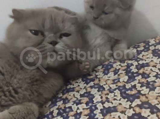 Eskişehir Teslim  Scotish Fold görsel