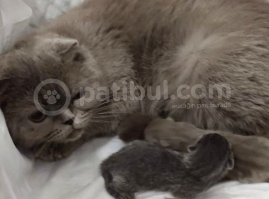 Eskişehir Teslim  Scotish Fold görsel