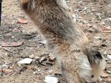 9 Aylık Anadolu Çoban Köpeği Erkek