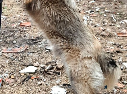 9 Aylık Anadolu Çoban Köpeği Erkek