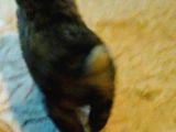 9 Aylık Anadolu Çoban Köpeği Erkek