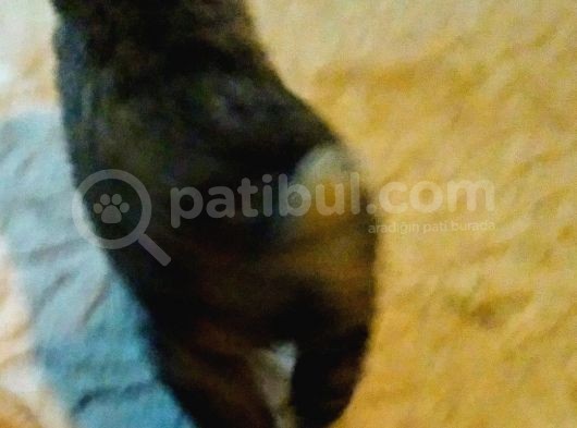 9 Aylık Anadolu Çoban Köpeği Erkek görsel