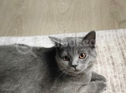 British Shorthair görsel