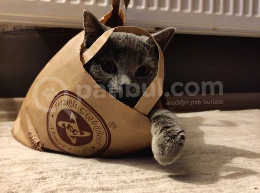 British Shorthair görsel