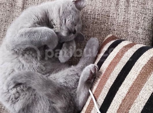 British Shorthair görsel