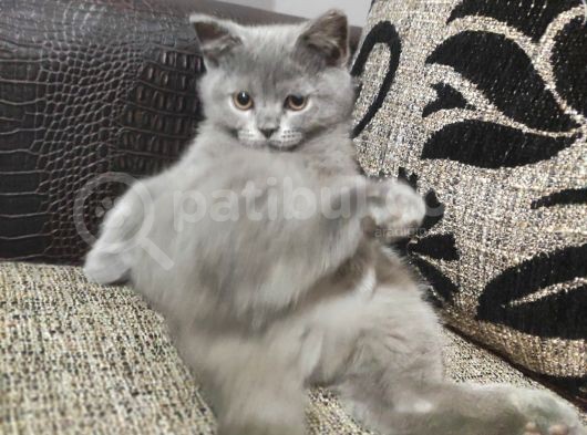 British Shorthair görsel