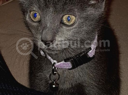 60 Günlük 0 Russhian Blue görsel