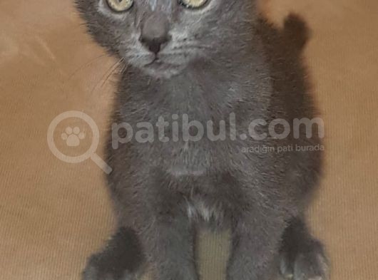 60 Günlük 0 Russhian Blue