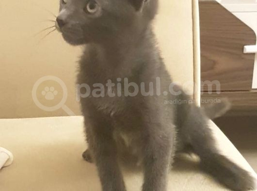 60 Günlük 0 Russhian Blue görsel