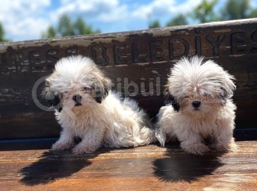Gerçek Irk Şecereli Shih Tzu Yavruları görsel