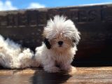 Gerçek Irk Şecereli Shih Tzu Yavruları