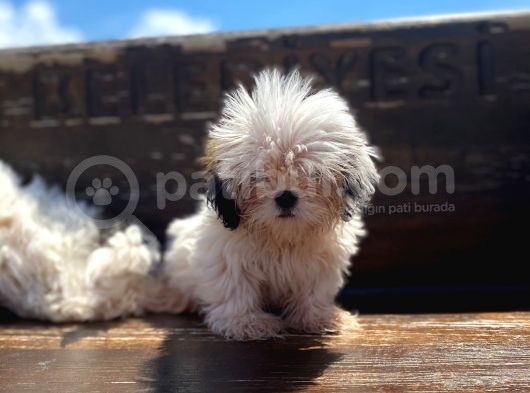 Gerçek Irk Şecereli Shih Tzu Yavruları görsel