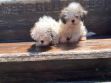 Gerçek Irk Şecereli Shih Tzu Yavruları