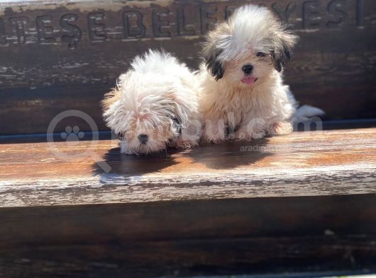 Gerçek Irk Şecereli Shih Tzu Yavruları görsel