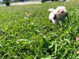 Gerçek Irk Şecereli Shih Tzu Yavruları