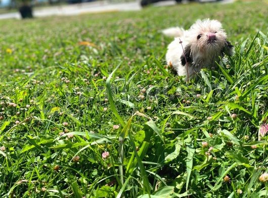 Gerçek Irk Şecereli Shih Tzu Yavruları görsel