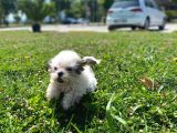 Gerçek Irk Şecereli Shih Tzu Yavruları