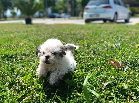 Gerçek Irk Şecereli Shih Tzu Yavruları